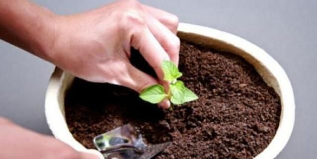 「解决」往盆里埋点“它”,啥花都能长好,土壤板结问题分分钟解决,实用