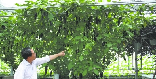 新型“茄子树”高3米，单株产量上千斤，一次种植收益6年