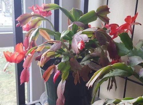  #人叫它#养花总担心养不活、黄叶怎么办？不如盆栽这3款，好看、易开花