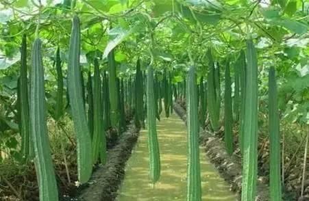  [丝瓜苗]丝瓜用多效唑压苗过多用什么叶面肥好？