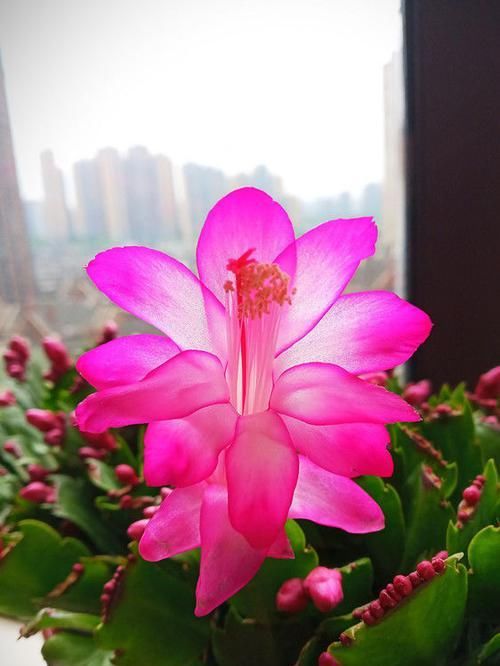  【养盆】喜欢菊花，不如养盆“精品玫瑰”泰姬，花开如美姬，清奇美丽！