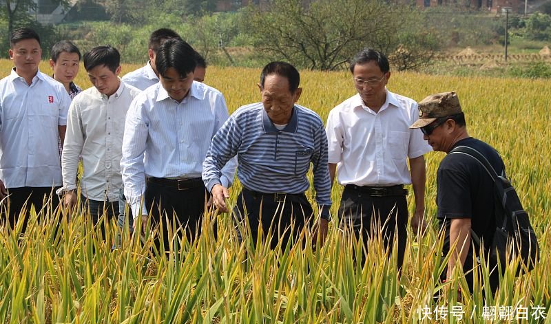  「补贴」袁隆平建议将石油补贴转给农民，粮食收购价提到2元，你