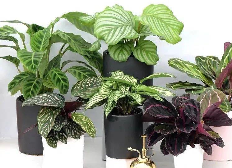  「喜欢疏松肥沃」八种不爱晒太阳的花，一晒就发蔫！