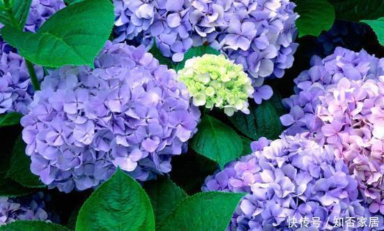  #扦插#想扦插绣球花，教你一个小技巧，不用生根液，也能够长满根
