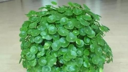 一大:很容易长满一大盆的几种植物,适合养窗台或阳台上