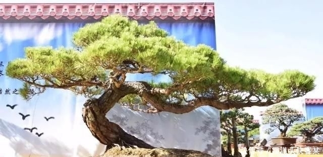  [栽种盆景]玩盆景，已成为当下追求高品质生活的一股潮流