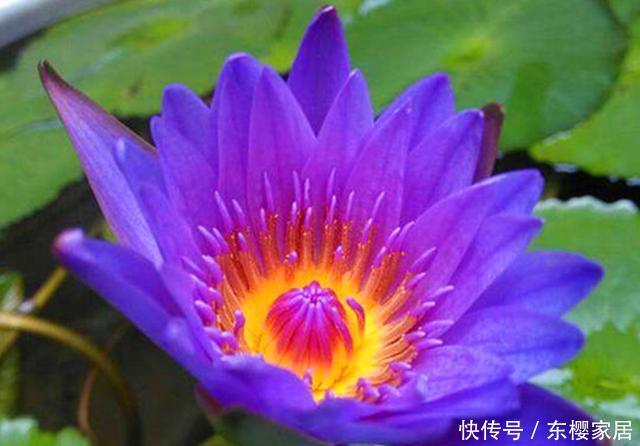  凌波仙子■世界上最娇贵的花之一，开花时美如凌波仙子，可惜花期短暂