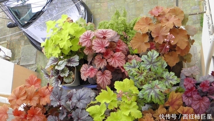  「花色」花色美丽，花期长，这几款盆栽是观赏佳品，来欣赏下吧