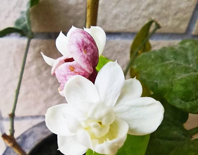  养在光照■5种花别“藏”在屋里，搬到室外，光照越足，开花越多