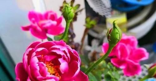 「便宜」4款艳美的花卉，便宜又好养，花开美观又大气，花色艳丽灿烂无双