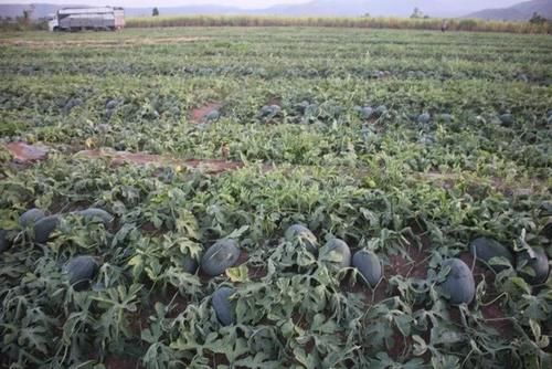  中国：越南西瓜大丰收，却因无法出口中国滞销，志愿者购买后免