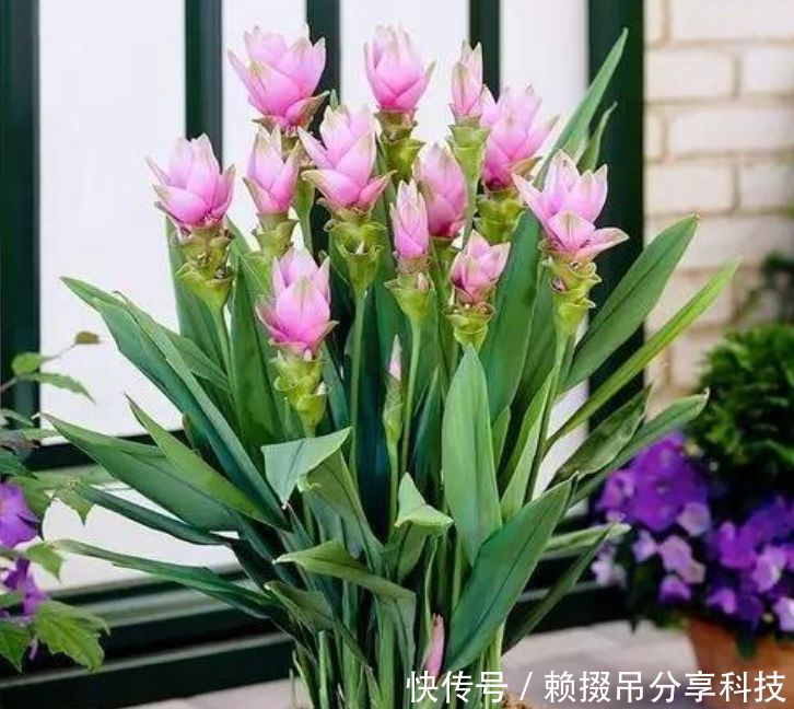 『盆土』盆土里种块“姜”,7天发芽,30天后长出“大荷花”,太漂亮了!