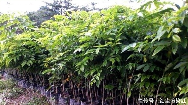 暴殄天物！比紫檀更值钱的树木，却被农村人拿来当柴烧