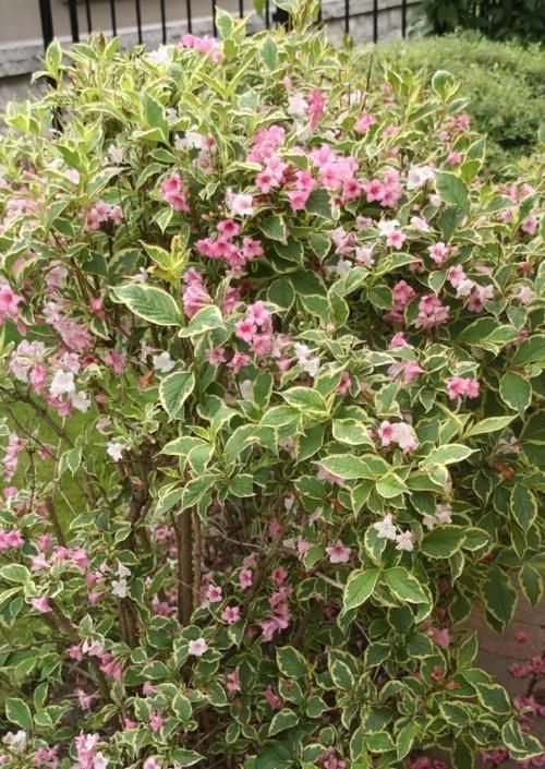  「特别」特耐寒、耐贫瘠的锦带花，花朵开得灿烂至极，适合北方的朋友养