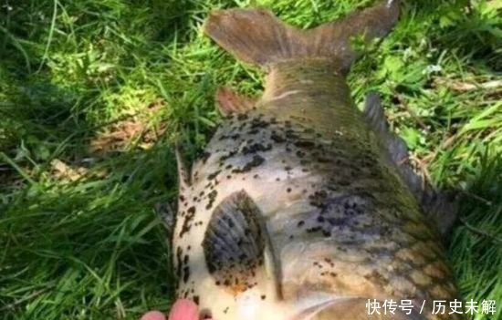  『厉害』钓鱼比蚯蚓厉害万倍饵料入水鲫鲤疯咬不断，整条河鱼闻味被吸引