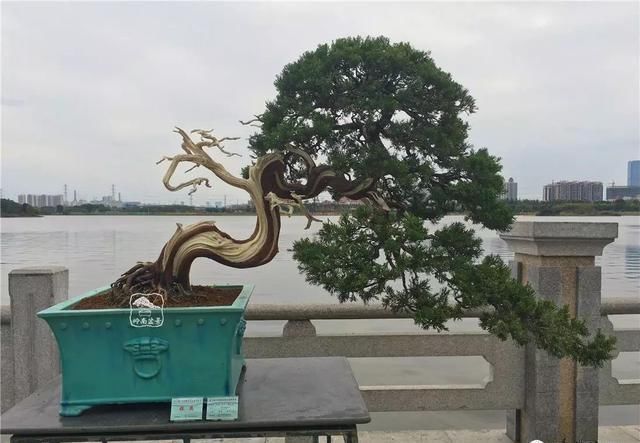 广州园艺博览会岭南盆景作品回顾