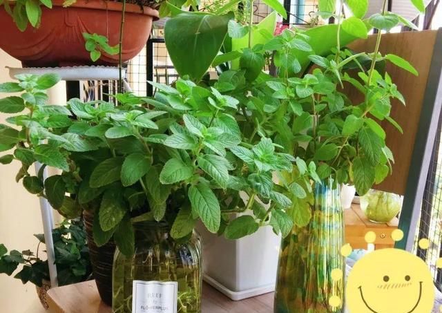  『以水培』春天就养的“5种花”,好养又漂亮,沾土就活,给点水就开花不断!