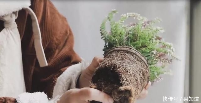  『植物』挪威国花——帚石楠，花开绚丽，不畏严寒，好看还好养