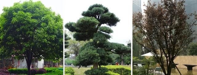 超实用 | 景观植物设计方法（值得收藏）