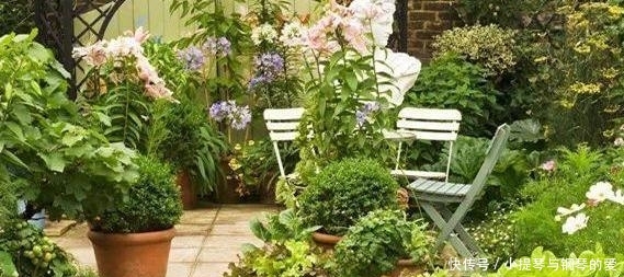  「蟹爪兰」入秋养栀子茉莉，不如养2种“观花植物”，1株能开出上百朵花