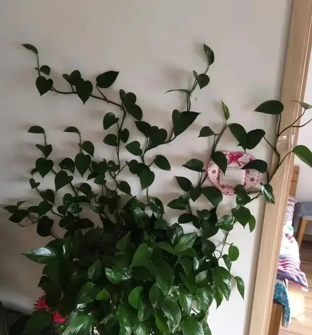  绿油油■养绿萝,注意4细节,随便养都爆盆,枝繁叶茂长成“绿瀑布”!