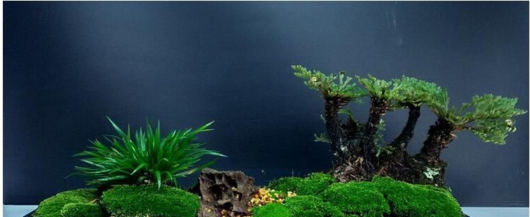  [值钱]这植物是难得盆栽佳品，野外游玩碰到记得挖回家，越养越值钱