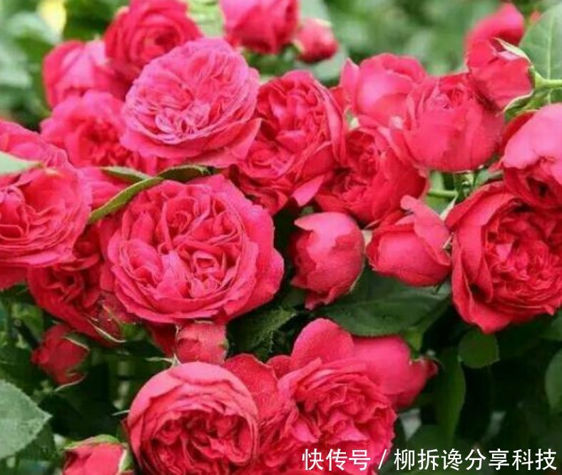  『家里』家里养上“3种花”，直接变成“百花园”，高雅艳丽，美不胜收！
