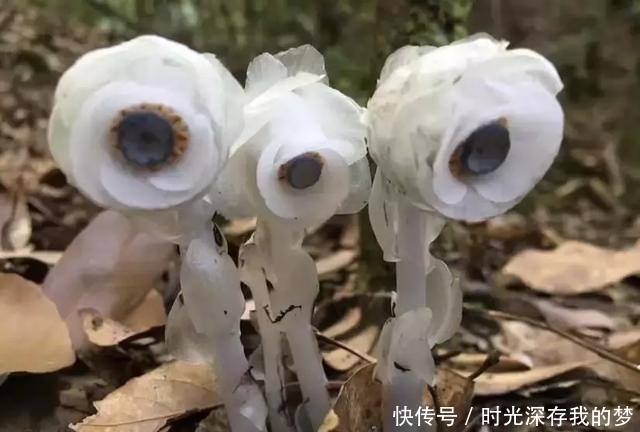 丽水有个隐藏在大山深处的世外桃源，带家人去走走吧