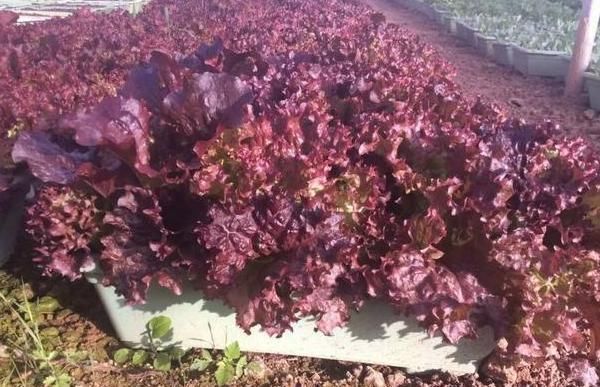  『营养』阳台盆栽种菜好看实用，首选4种果蔬，生吃健康营养又美味