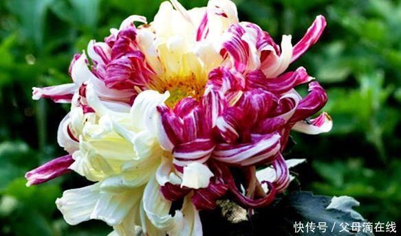 喜欢菊花,不如试试“菊中珍品”鸳鸯荷,似鸳鸯戏水,美丽大气