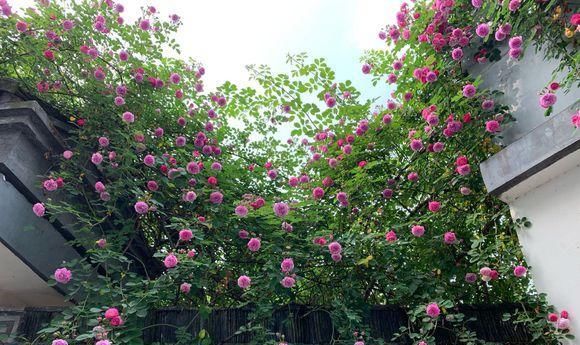  『野蔷薇』种棵“ 玫瑰蔷薇”，爆开10000朵，开成“花房”，四邻八舍都来看