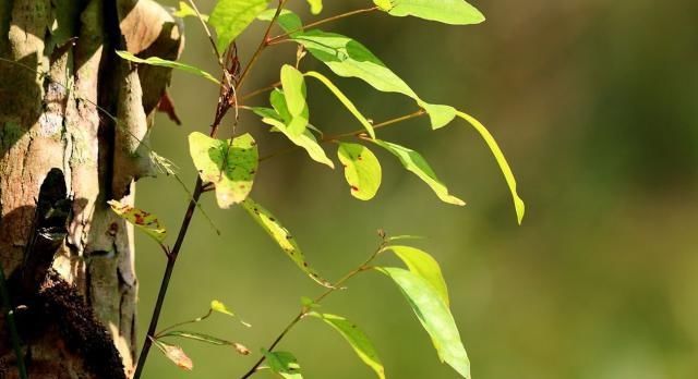 村干部紧急通知，农村3种作物已被国家禁止种植，不知情会被严惩