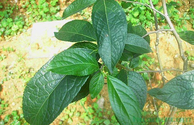 丝棉木适宜大量种植吗 市场前景分析 快资讯