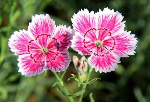  『懒人』这些花草放在盆里不用管，也一样能爆盆，超级好养活，懒人的福音