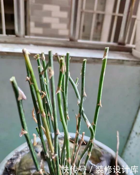 「新芽」春天文竹不冒笋,4处记得改善,做对了新芽猛窜长爆盆!
