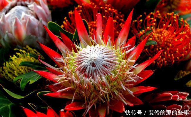 『美好』喜欢养护花卉,就选择优雅大气,寓意美好,花大色艳的花卉