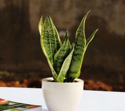  『家里』家里养这几款花，沾土就活，开花一簇一簇，阳台变成“大观园”