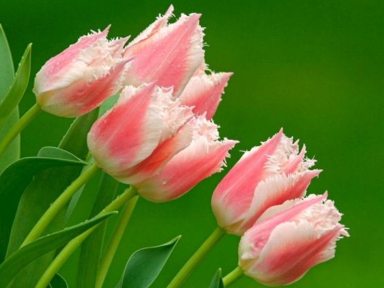  『新手』这四种花卉，新手也能养爆盆，沾土就活，绚丽多彩，分分钟爆盆