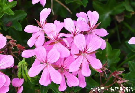 「轻松」这三种绿植号称蚊子的天敌,夏天养上一盆让你轻松度夏