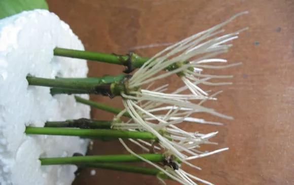  花钱买■“4种花”不用花钱买,折根枝条放水中,半个月生根,好养活的很