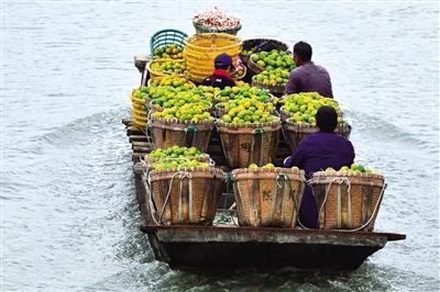 每公斤最高卖到60元！瓯海柑橘产业注入新“基因”