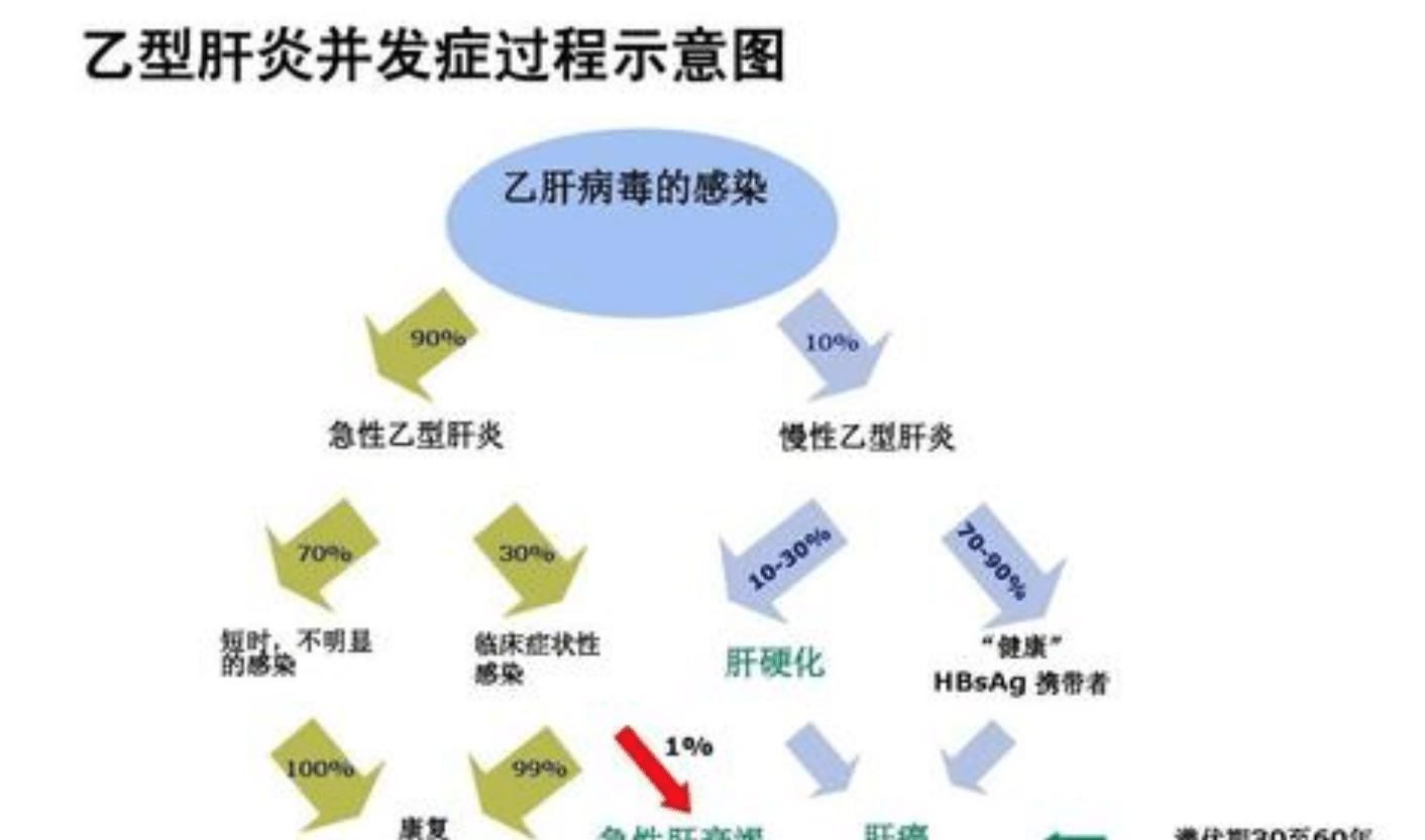  『解肝脏』乙肝嗜肝细胞病毒，潜伏期长，必要时可借助CT或AFP