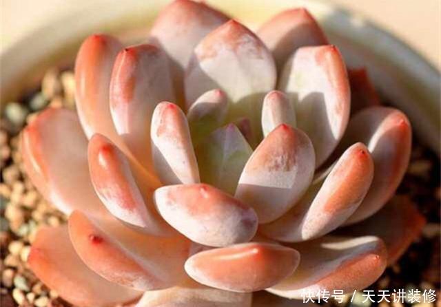「阳光」3种橙色多肉,各自用对养护方法,出状态后如阳光般灿烂明媚