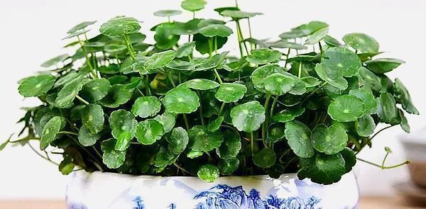  长爆：人家的铜钱草，几天就能长爆盆，原来是用这个方法养的！