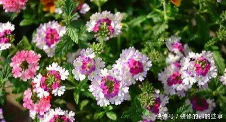 次水就行@阳台变花园,8种花现在养,半个月就爆满阳台,长的飞快花也多