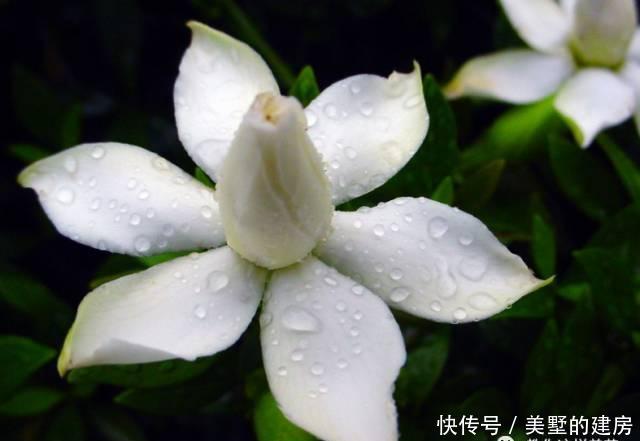  [抗旱能力]老花匠妙招，养绿萝文竹喂点阿司匹林，嗖嗖冒新芽，根儿挤破盆！