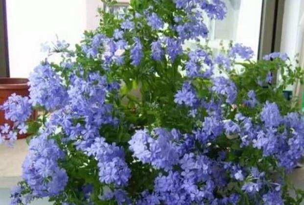  充足■“4种花”不怕热，越热开得越旺，养在家里能开一春夏！