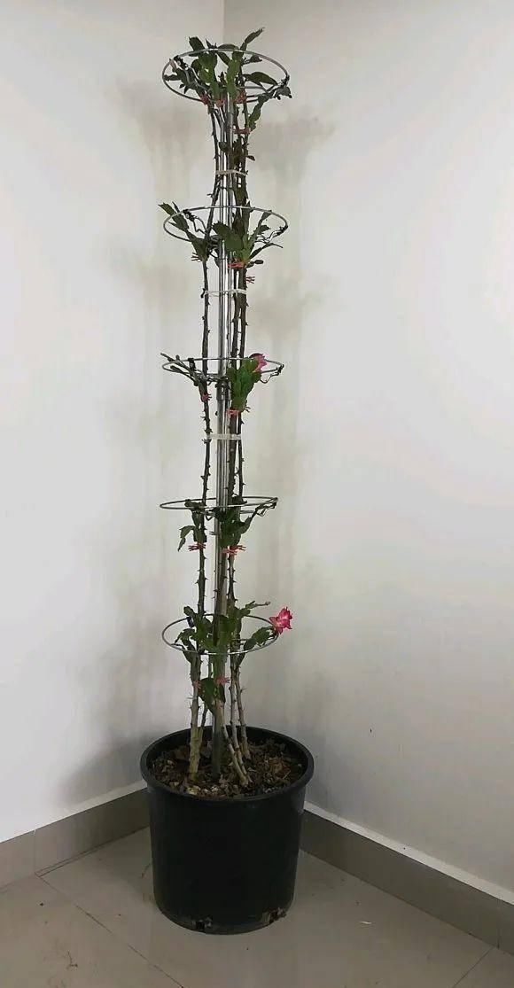  [叶仙]手把手教你，如何用叶仙嫁接蟹爪兰