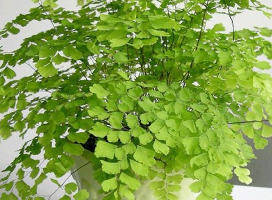  家里：这些室内绿植，看起来“太丑”，殊不知有作用，摆家里净化空气