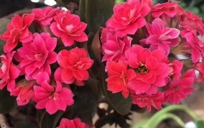  上长■长寿花叶子上长了一些白毛怎么办?
